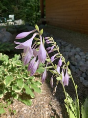 Hosta undulata