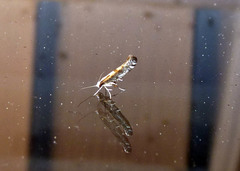 Argyresthia conjugella
