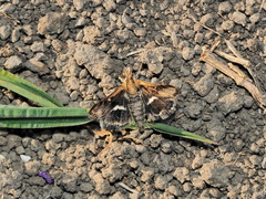 Titanio normalis