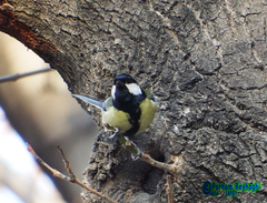 Parus major