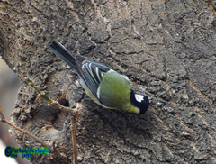 Parus major
