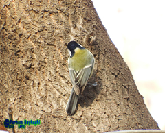Parus major