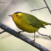 Wilson's Warbler - Photo (c) Michael Woodruff, some rights reserved (CC BY)