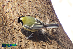 Parus major