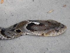 Xenodon rabdocephalus
