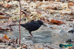 Sturnus vulgaris
