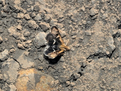 Titanio normalis