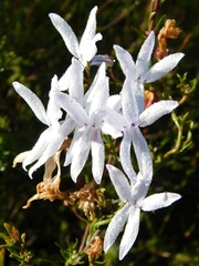 Cyphia volubilis volubilis