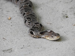 Xenodon rabdocephalus