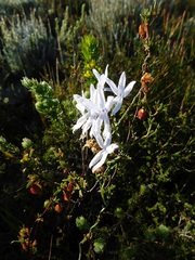 Cyphia volubilis volubilis