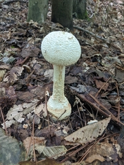 Amanita rhopalopus