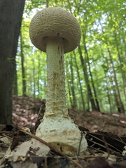 Amanita rhopalopus