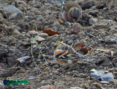 Fringilla montifringilla