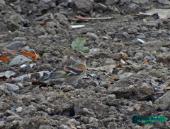 Fringilla montifringilla