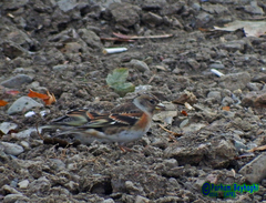 Fringilla montifringilla