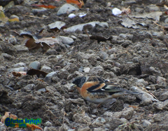 Fringilla montifringilla