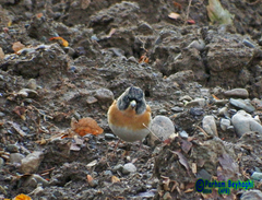 Fringilla montifringilla