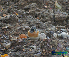Fringilla montifringilla
