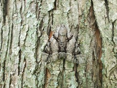 Catocala vidua