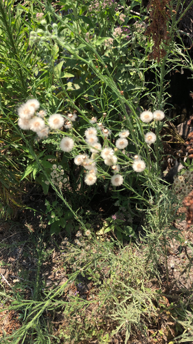 iNaturalist observation photo of Flax-leaved Horseweed