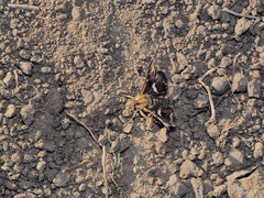 Titanio normalis