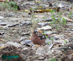 Fringilla coelebs