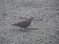Streptopelia orientalis