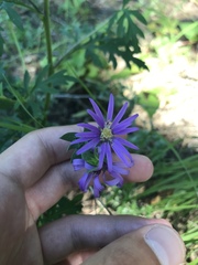 Symphyotrichum sericeum
