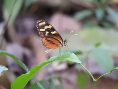 Mechanitis polymnia lycidice