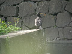 Phalacrocorax carbo
