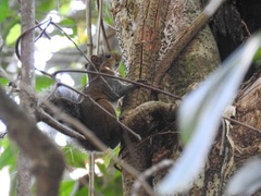 Sciurus deppei