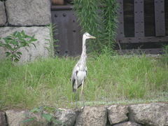 Ardea cinerea