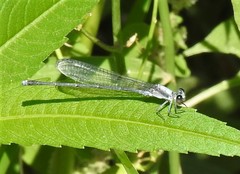 Argia moesta