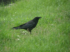 Corvus corone