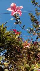 Hibiscus rosa-sinensis