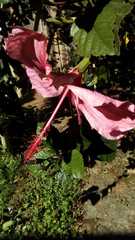 Hibiscus rosa-sinensis