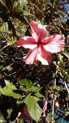 Hibiscus rosa-sinensis