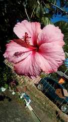 Hibiscus rosa-sinensis