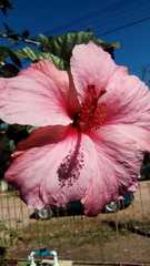 Hibiscus rosa-sinensis