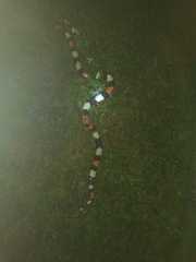 Micrurus surinamensis