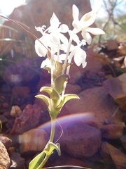 Lapeirousia pyramidalis