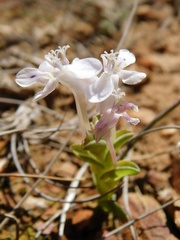 Lapeirousia pyramidalis