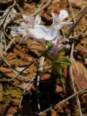 Lapeirousia pyramidalis