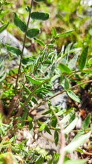 Oxytropis sordida