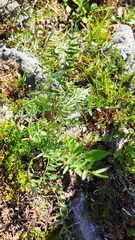 Oxytropis sordida