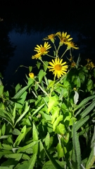 Jacobaea paludosa paludosa