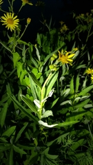 Jacobaea paludosa paludosa