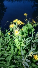 Jacobaea paludosa paludosa