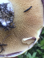 Suillus ochraceoroseus