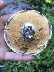 Suillus ochraceoroseus